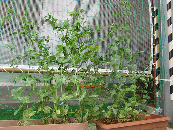 神島田保育園インフォメーション200527_3 みんなで植えたスナップエンドウがこんなにも大きくなったよ！！
