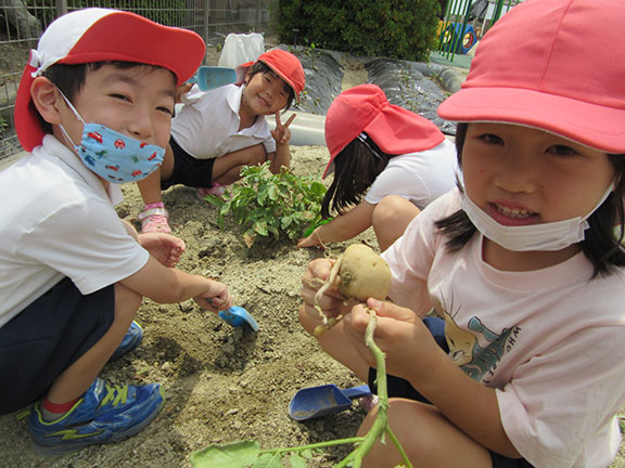 神島田保育園インフォメーション200701_2 ～じゃがいも収穫～ 3月に苗植えしたじゃがいもがこんなにも大きくなり、たくさん収穫できました！